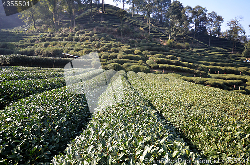 Image of Beautiful fresh green chinese Longjing tea plantation