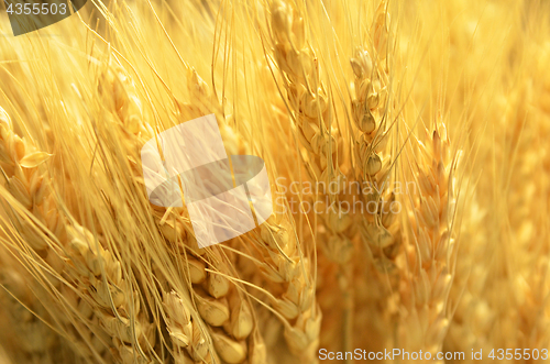 Image of Ears of golden wheat close up