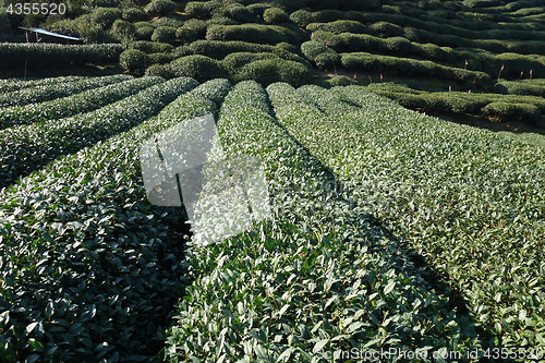 Image of Green chinese Longjing tea plantation