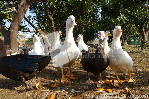 Image of Ducks in farm traditional farming
