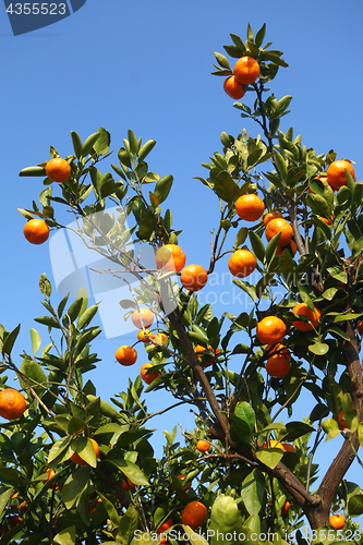 Image of Orange mandarin on the tree