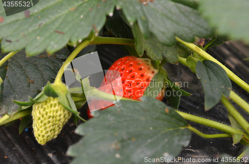 Image of Fresh strawberries that are grown organic farm