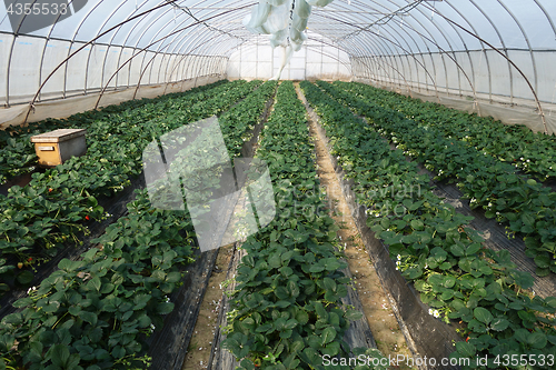 Image of Strawberries growing in lines