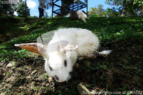 Image of Cute rabbit in outdoor