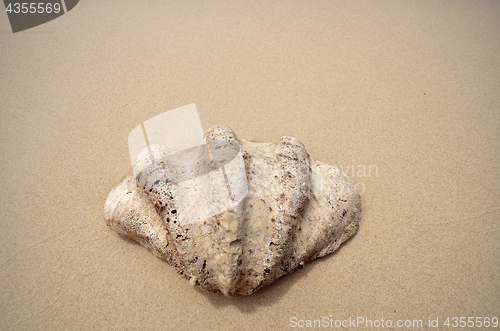 Image of Shell on the beach