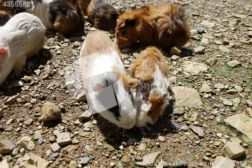 Image of Guinea pigs eating on sunny day