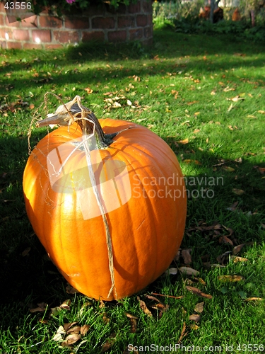 Image of pumpkin in garden