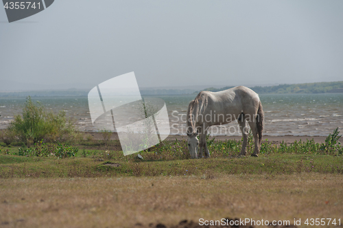 Image of White horse portrait