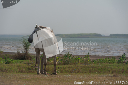 Image of White horse portrait