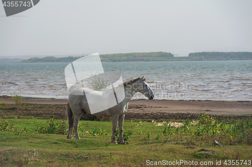 Image of White horse portrait