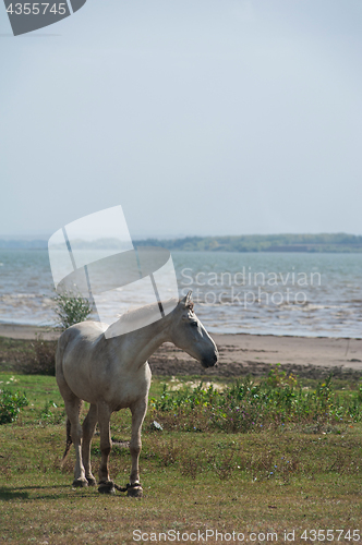 Image of White horse portrait