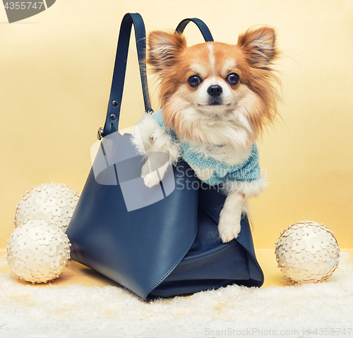 Image of Small dog in the bag