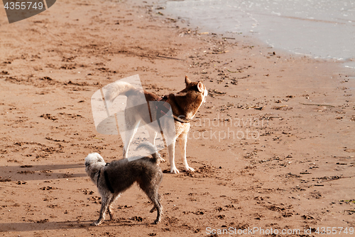 Image of Playing dogs on the beach 