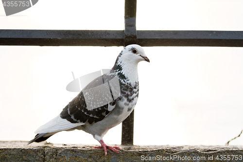 Image of Gray pigeons