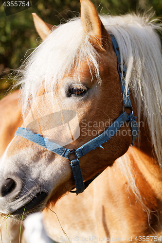 Image of Portrait of a horse