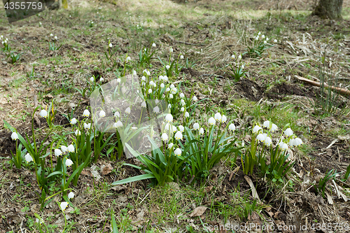 Image of early spring snowflake flowers in forest
