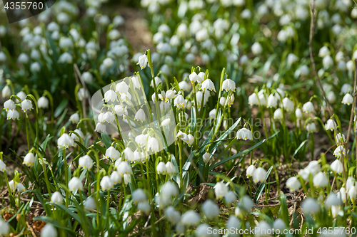 Image of early spring snowflake flowers in forest