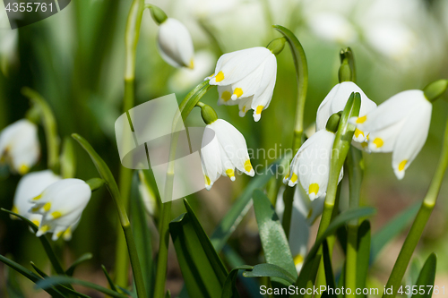 Image of early spring snowflake flowers in forest