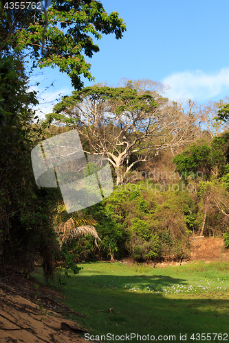 Image of Rainforest in Ankarafantsika park, Madagascar