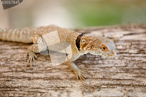 Image of common small collared iguanid lizard, madagascar