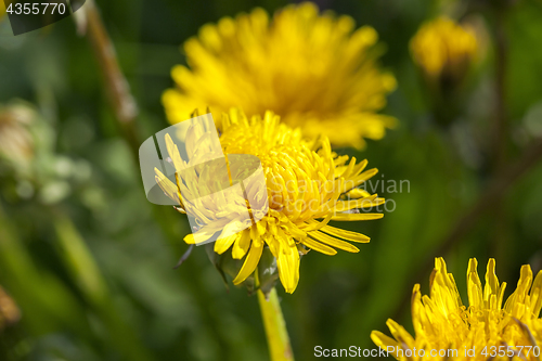 Image of yellow dandelions in spring