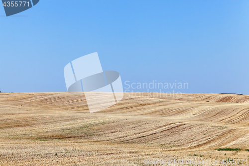 Image of Agricultural field with wheat