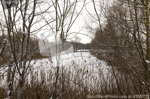 Image of trees in winter, day