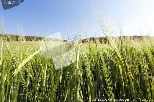 Image of immature green grass