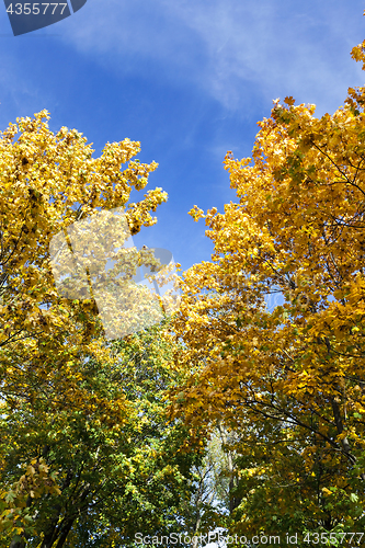 Image of yellowed maple trees in autumn