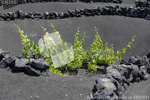 Image of Wine grapes grow on logs in the lava sands of Lanzarote.