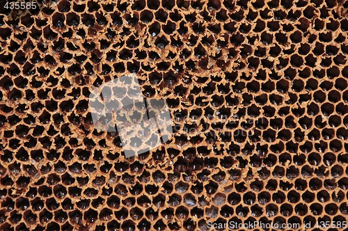 Image of honeycomb