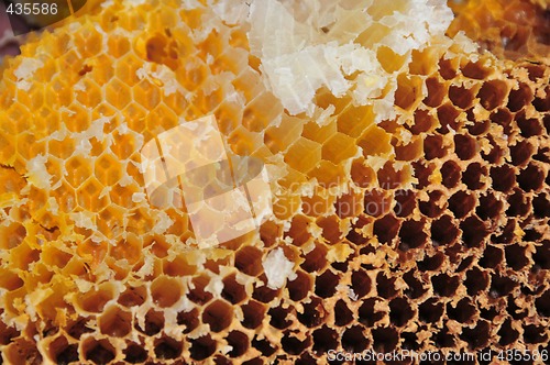 Image of honeycomb