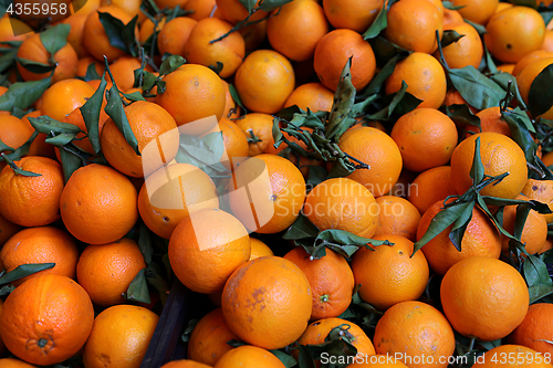 Image of Ripe bright tangerines