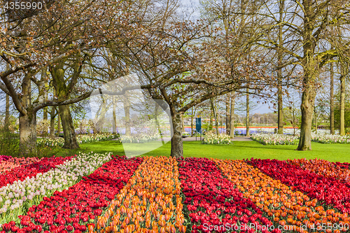 Image of Tulip Garden