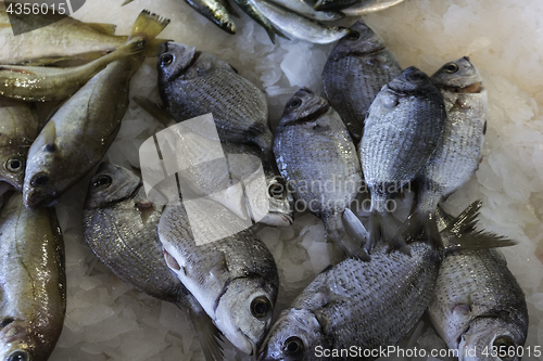 Image of Fresh Fish