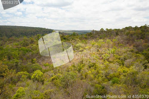 Image of Rainforest in Ankarafantsika park, Madagascar