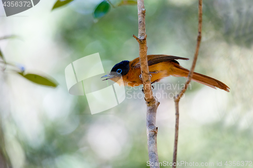 Image of beautiful Madagascar bird Paradise-flycatcher