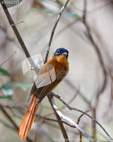 Image of beautiful Madagascar bird Paradise-flycatcher