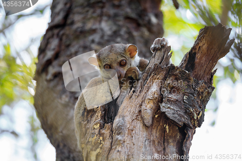 Image of Ankarana sportive lemur, Madagascar