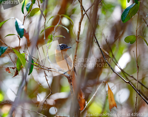 Image of beautiful Madagascar bird Paradise-flycatcher