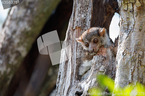 Image of Ankarana sportive lemur, Madagascar