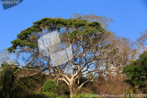 Image of Rainforest in Ankarafantsika park, Madagascar