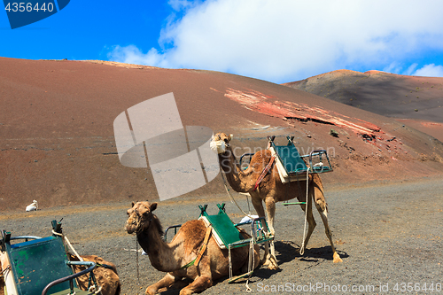 Image of Camels in Timanfaya National Park on Lanzarote.