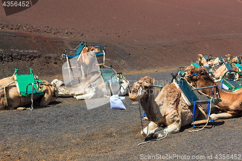 Image of Camels in Timanfaya National Park on Lanzarote.