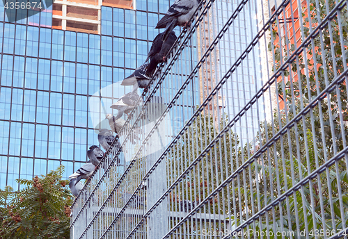 Image of Nine pigeons roosting on a metal security fence