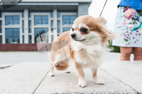 Image of chihuahua walking in the city