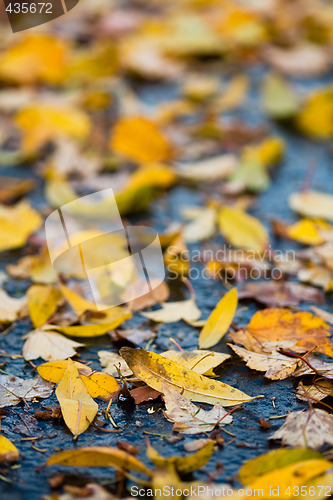 Image of Fall leaves