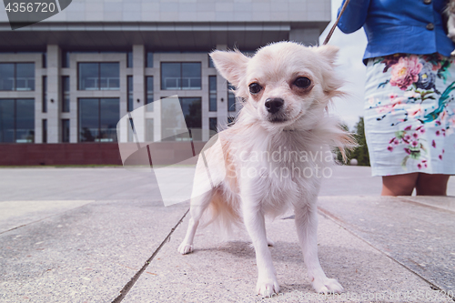 Image of chihuahua walking in the city