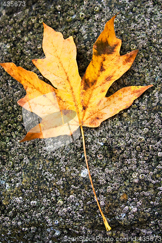 Image of Fall leaf