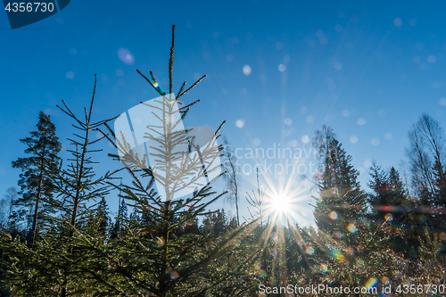 Image of Spruce plants under a blue sky